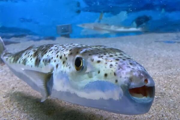 KOMŠIJE PRONAŠLE SMRTONOSNU RIBU! Budite OPREZNI ako putujete u te KRAJEVE! (FOTO)