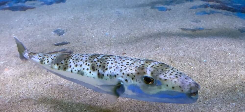 Srebrnopruga napuhača, Riba