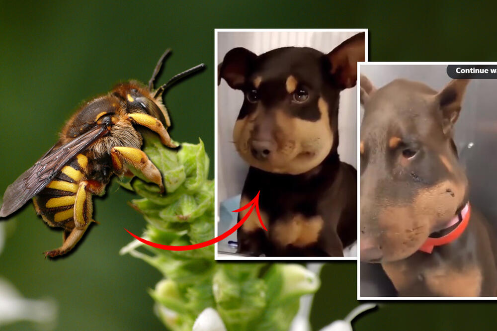 "MALO SU NAS IZUJEDALE PČELICE" Evo šta se DOGODI kada KUCE guraju NJUŠKICE gde im nije MESTO! (VIDEO)