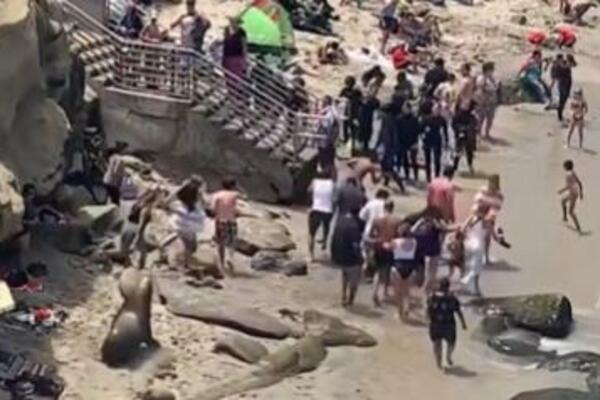 KUPAČI UGLEDALI JEZIVA STVORENJA NA PLAŽI: Kada su im PRIŠLI, bežali su GLAVOM BEZ OBZIRA, šta JE OVO? (VIDEO)