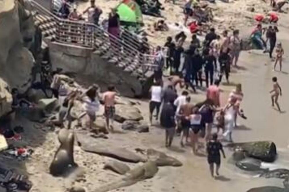 KUPAČI UGLEDALI JEZIVA STVORENJA NA PLAŽI: Kada su im PRIŠLI, bežali su GLAVOM BEZ OBZIRA, šta JE OVO? (VIDEO)