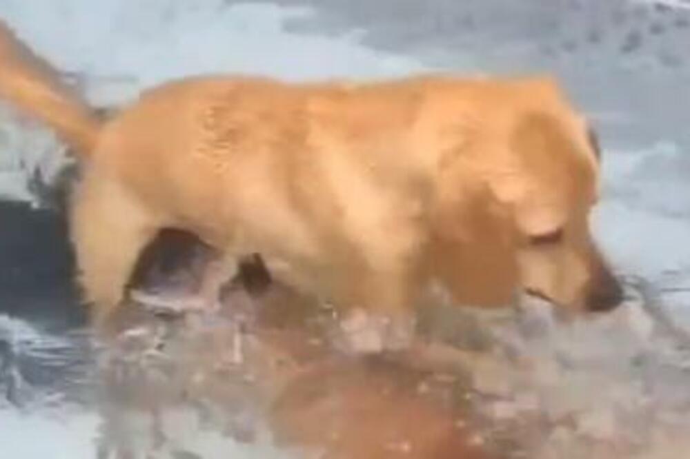 "KAD SE VRATIŠ KUĆI SA MIRISOM DRUGOG PSA" Pogledajte URNEBESNU reakciju OVOG vragolana! (VIDEO)