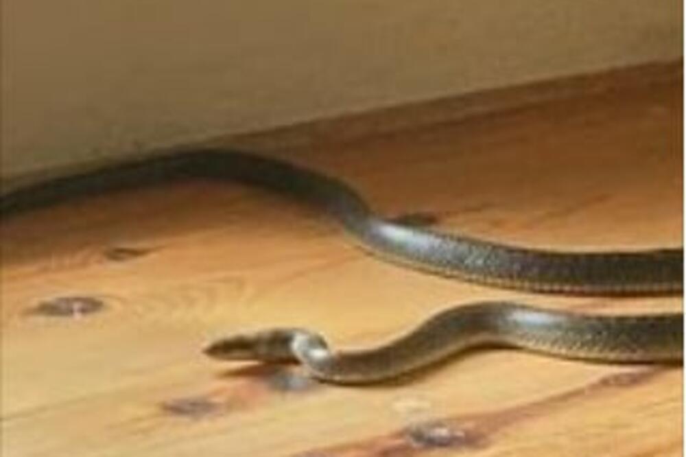 ZMIJA OTROVNICA SE SAKRILA MEĐU BEBINIM IGRAČKAMA: Usledio HOROR, devojčicu hitno prebacili u BOLNICU!