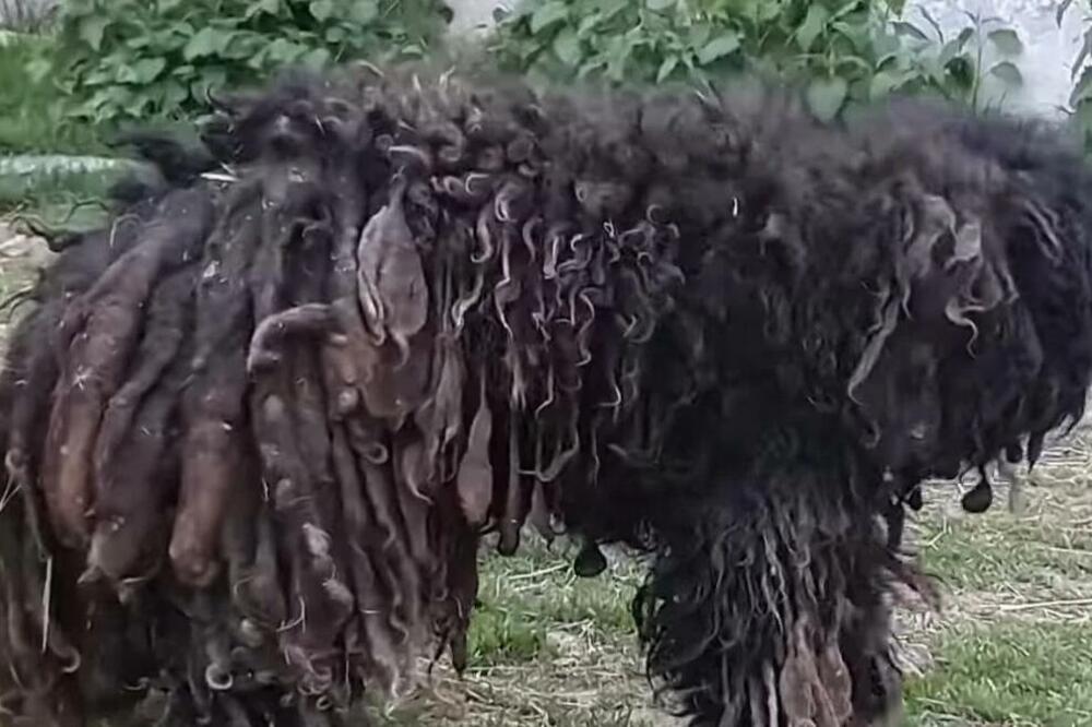 SVI SU GA U NOVOM SADU MALTRETIRALI MISLEĆI DA JE DIVLJA ŽIVOTINJA: Evo šta se zapravo krije iza DLAKE, TUGA! FOTO