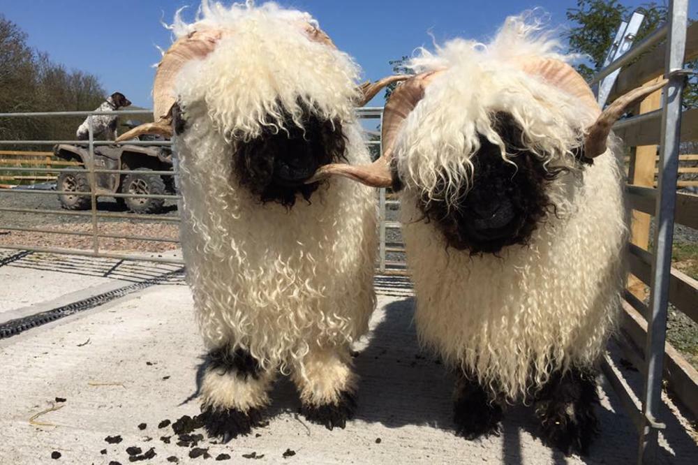 GDE SU IM OČI? GDE SU IM NJUŠKE? Da li su ove ČUPAVICE predivne ili strašne? (VIDEO)