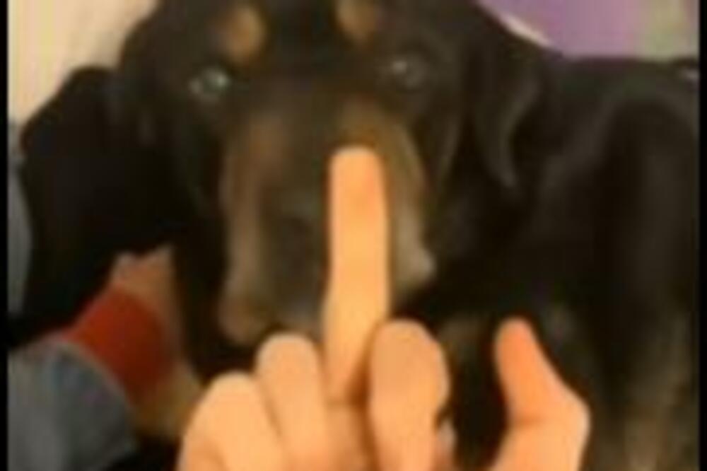 VLASNICI SU POKAZALI PSIMA SREDNJI PRST: Pogledajte kako su DUŠICE reagovale, HIT! (VIDEO)