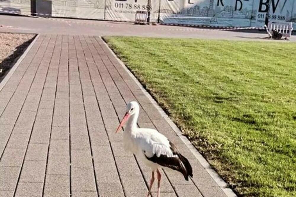 VRATILE SE RODE U BEOGRAD: Ptice se "PROŠETALE" centrom, jedna se lepo zaustavila na PEŠAČKOM (FOTO)
