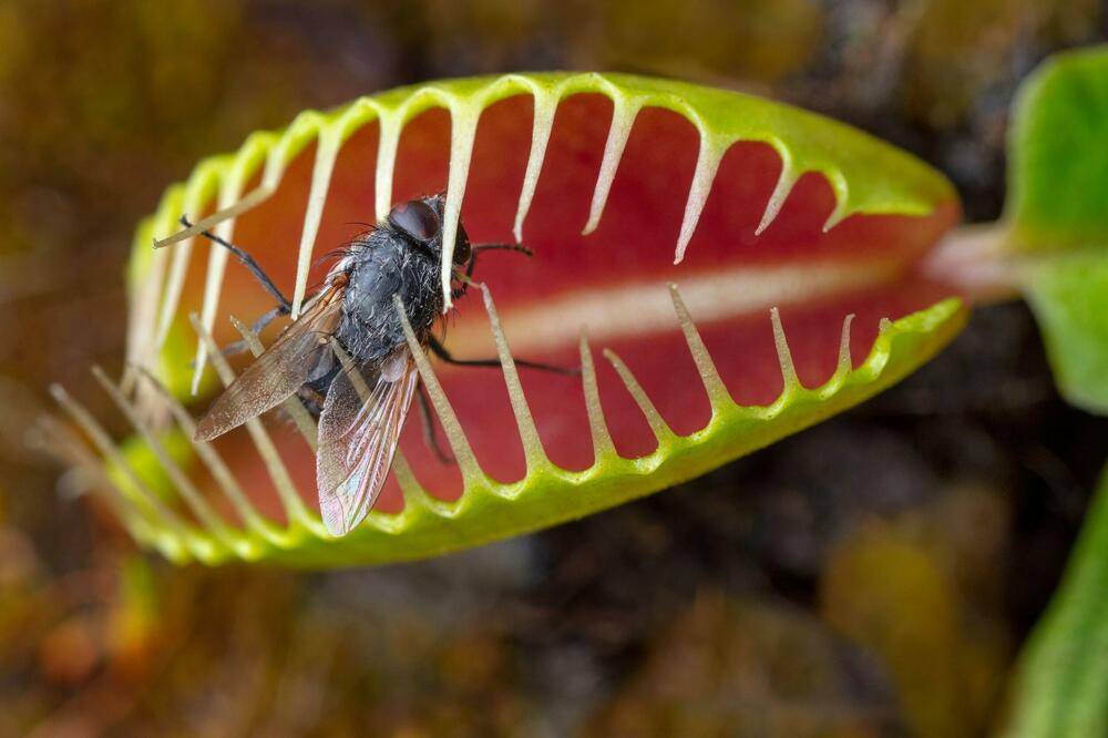 OVO SU JEDINE 2 SRPSKE MESOŽDERKE! Postoje i u Srbiji, evo u kom kraju se NALAZE (FOTO)
