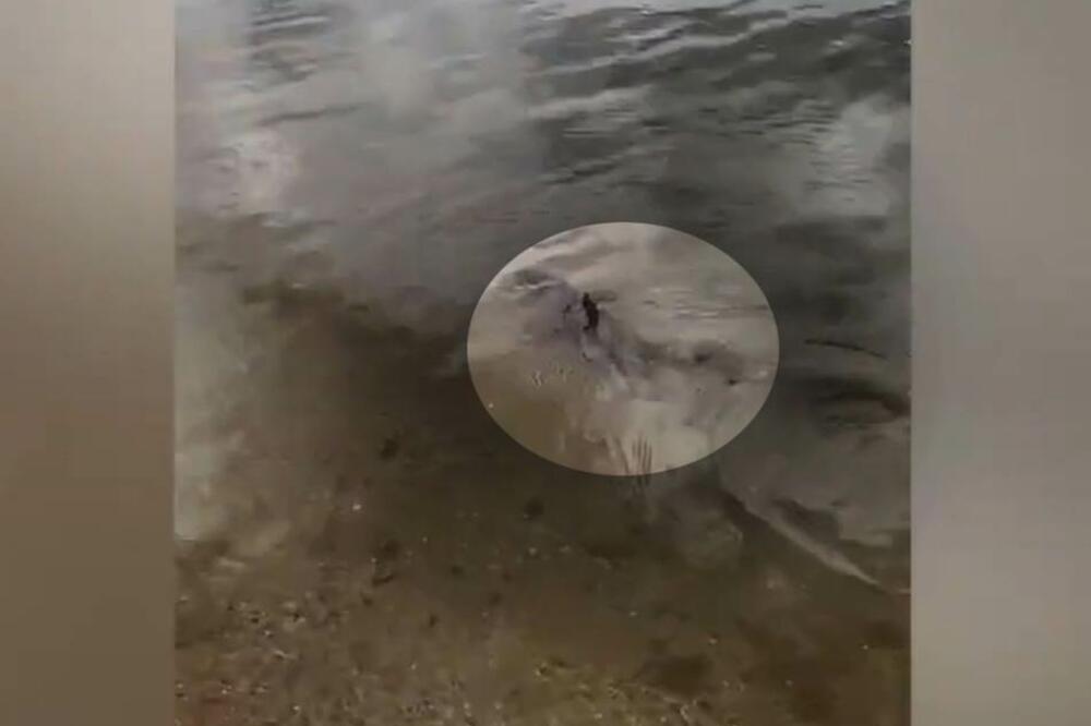 ŠTA JE BRE OVO, LJUDI?! Ajkula od metar pliva U RECI, žena se šokirala kad je videla, izašao i horor snimak (VIDEO)