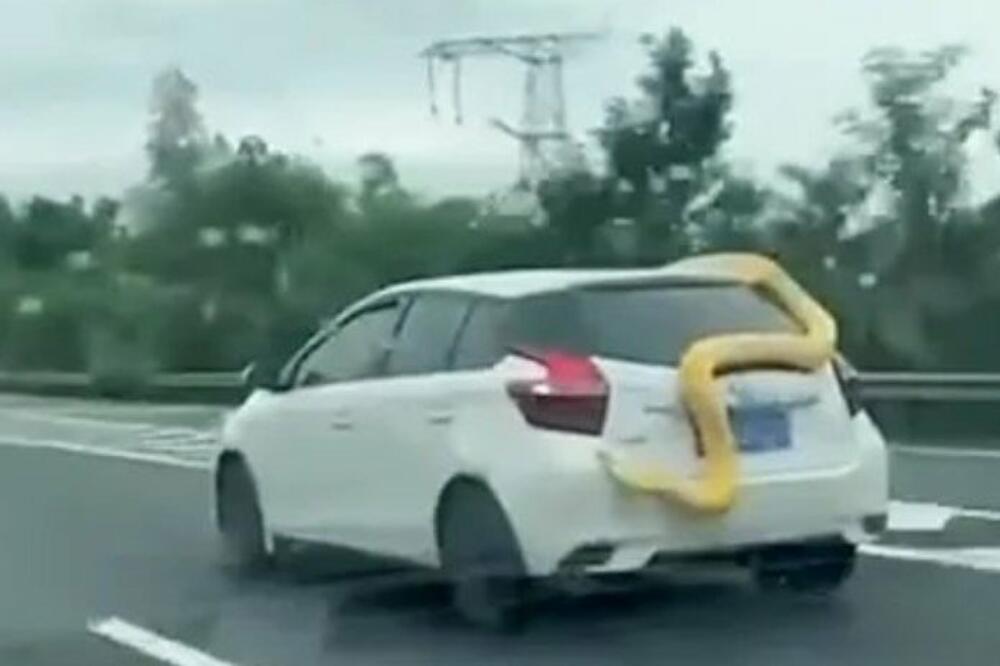 HOROR SCENA NA AUTOPUTU: Džinovski PITON gmizao po KOLIMA, usledilo je nešto u šta je TEŠKO POVEROVATI! (FOTO)