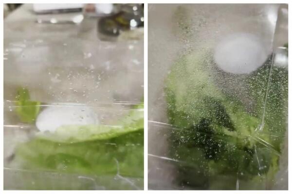 NARUČIO SALATU, DOBIO KUĆNOG LJUBIMCA: Kada je otvorio poklopac, umalo se nije ŠLOGIRAO! (FOTO)