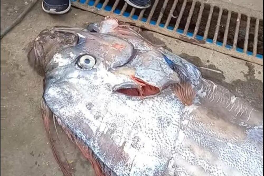 PODSETILA IH NA JEZIVO NARODNO PREDANJE: Ova riba SLUTI NA VELIKO ZLO, FRAPIRAĆETE SE KADA ČUJETE O ČEMU JE REČ