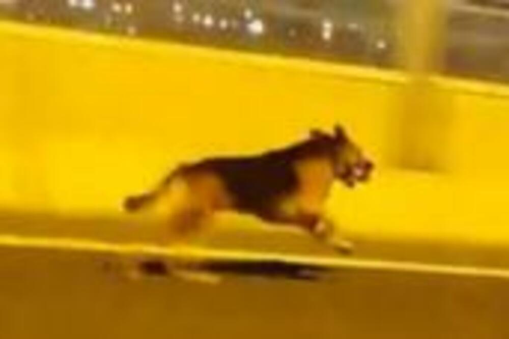 POGREŠNO SKRETANJE NA SRPSKI NAČIN: Vučjak uhvaćen na Adi, evo šta je USLEDILO (FOTO)