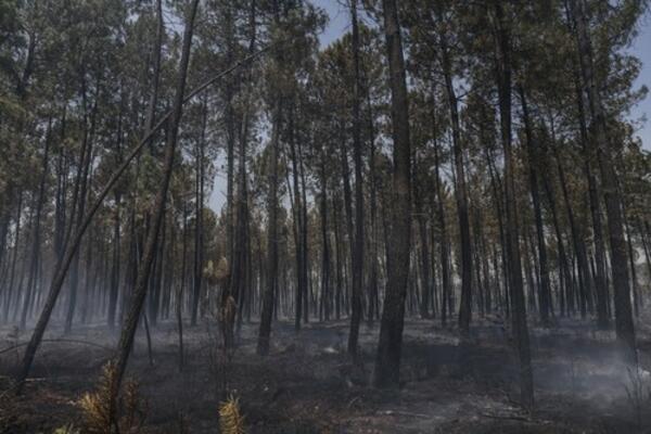 GORI TARA: Veliki požar bukti u selu Zaovine!