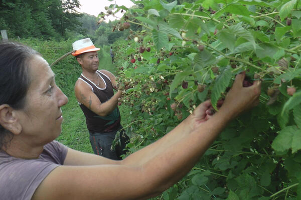 KRIJU SE U ŠUMI I KUKURUZU PA UPADAJU NA PARCELE UDALJENE OD KUĆA: Lopovi za par sati odnesu i po 1.000 EVRA (FOTO)