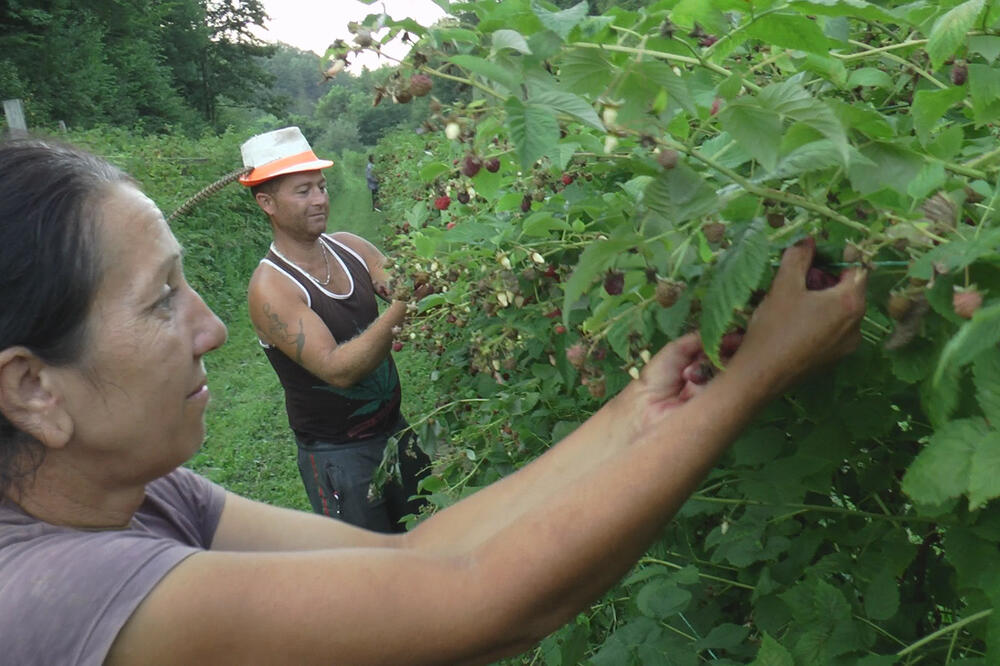 KRIJU SE U ŠUMI I KUKURUZU PA UPADAJU NA PARCELE UDALJENE OD KUĆA: Lopovi za par sati odnesu i po 1.000 EVRA (FOTO)