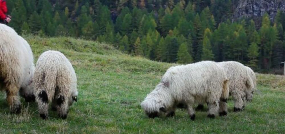 Alpi, Planine, Planina, Sneg, Priroda, Planinarenje