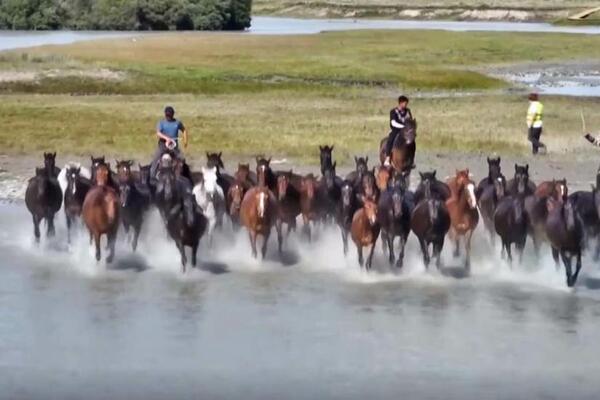 Konji na pašnjaku u Siđijangu