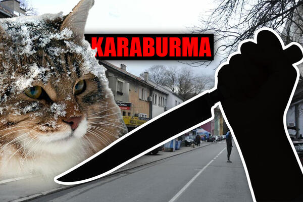 KOLJE MAČKE PA NJIMA HRANI PSE! Stravične scene u BG, ljudi se žale na KOMŠINICU IZ PAKLA, niko joj ništa ne može?!