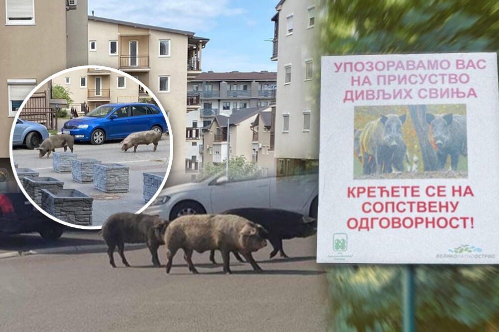 U VOJVODE VLAHOVIĆA OSVANULO STRAŠNO UPOZORENJE! Haraju zvezdarskim naseljem, ljudi se boje NAPADA! (FOTO)