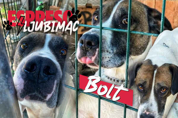 "NISAM LENJ, NEGO ZNAM DA UŽIVAM U ŽIVOTU" Bolt je PAS iz MAKEDONIJE koji će OSVOJITI vaše SRCE! (FOTO)