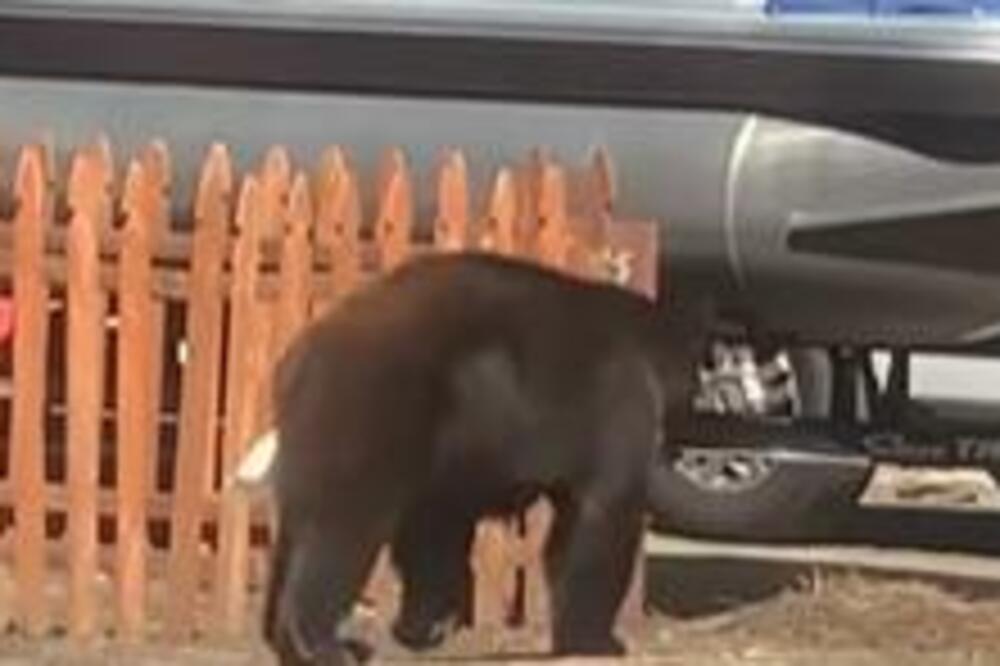 "IMAO JE US*AN DAN": Ovaj MEDA će VAS nasmejati do SUZA, pogledajte kakva NEZGODA mu se DESILA- PLAČ! (VIDEO)