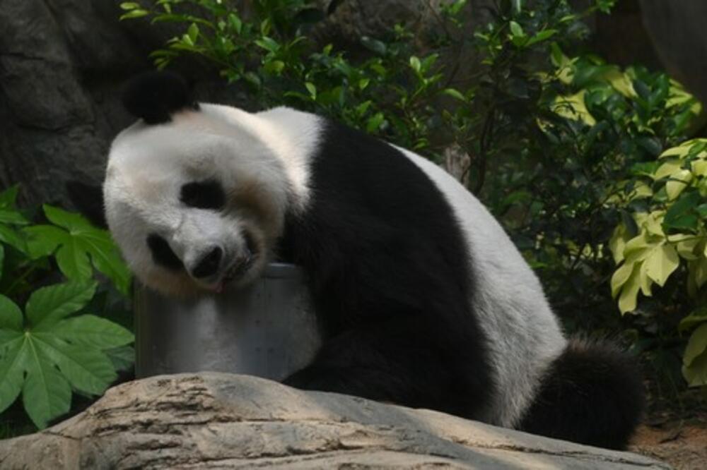 DŽINOVSKA PANDA DONELA NA SVET BLIZANCE! Kineski ZOO vrt bogatiji za 2 ČLANA