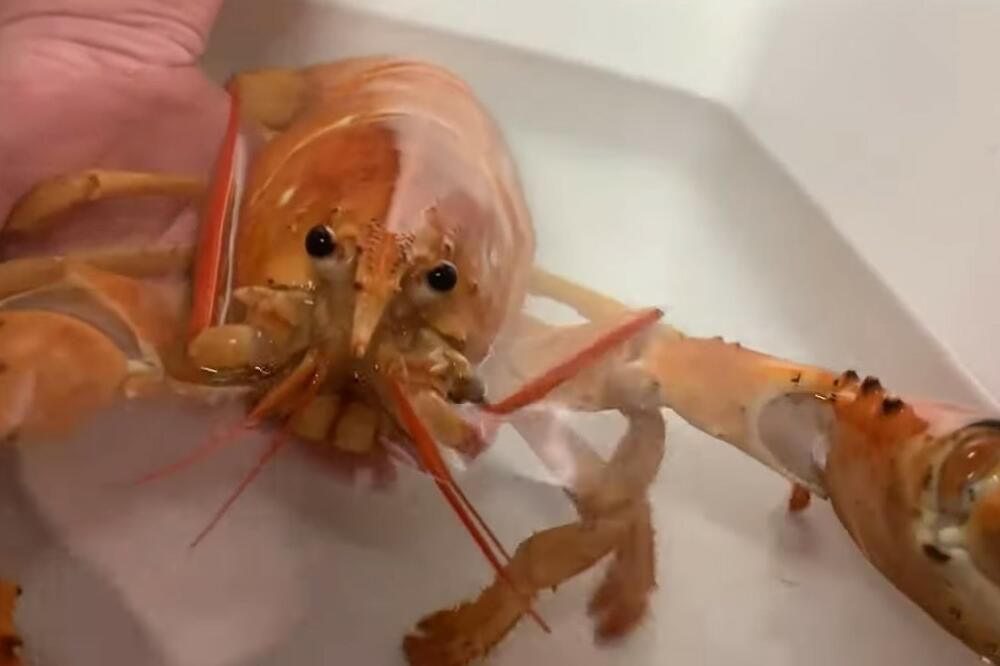 KUVARI SPASILI JASTOGA SIGURNE SMRTI! Radnici restorana sačuvali retku vrstu