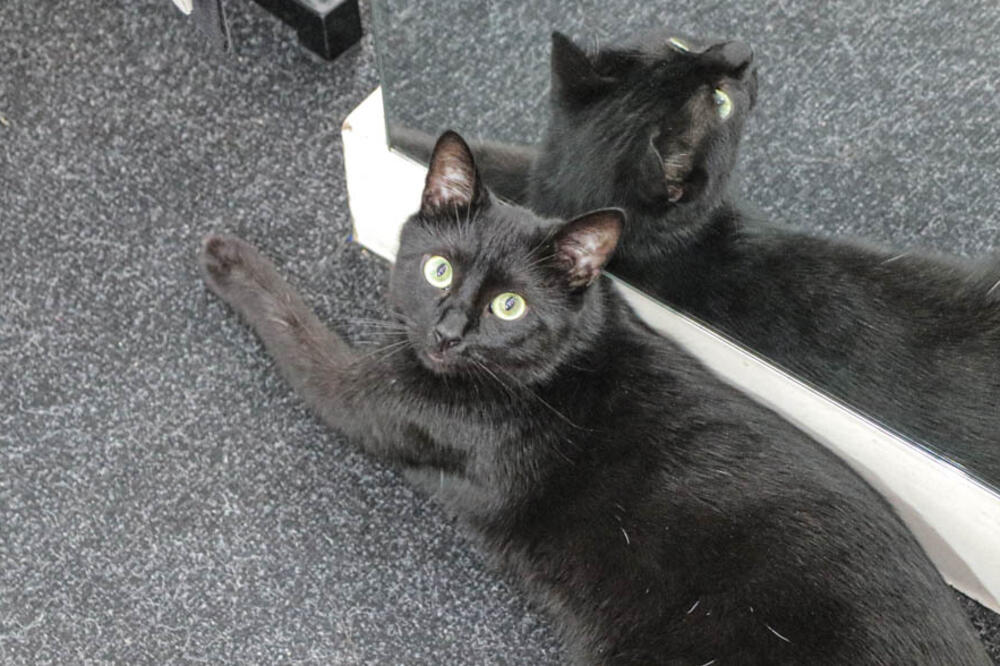 EVO ŠTA ZNAČI SANJATI CRNU MAČKU! Jedno je sigurno, DESIĆE VAM SE OVO