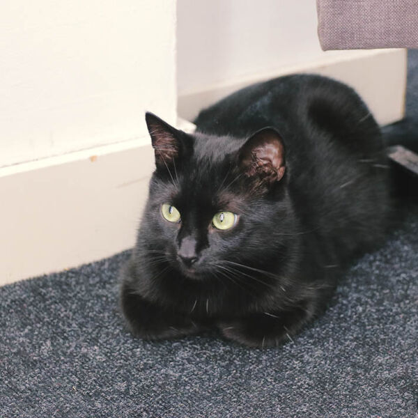 Roda na krovu je prinova, ali šta kad vam ove životinje dođu na kućni prag: Neke su sreća, ali neke druge su...