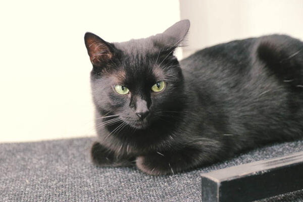 VERUJE SE DA RAZBIJENO OGLEDALO I CRNA MAČKA DONOSE NESREĆU: A evo šta se zapravo krije iza NAJPOZNATIJIH sujeverja