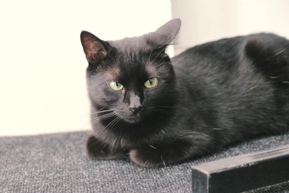 VERUJE SE DA RAZBIJENO OGLEDALO I CRNA MAČKA DONOSE NESREĆU: A evo šta se zapravo krije iza NAJPOZNATIJIH sujeverja