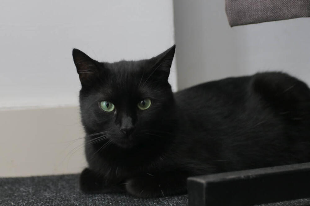 Za crnu mačku i put svi znate, ali Srbi imaju gomilu verovanja: U neka nećete moći da poverujte, bukvalno