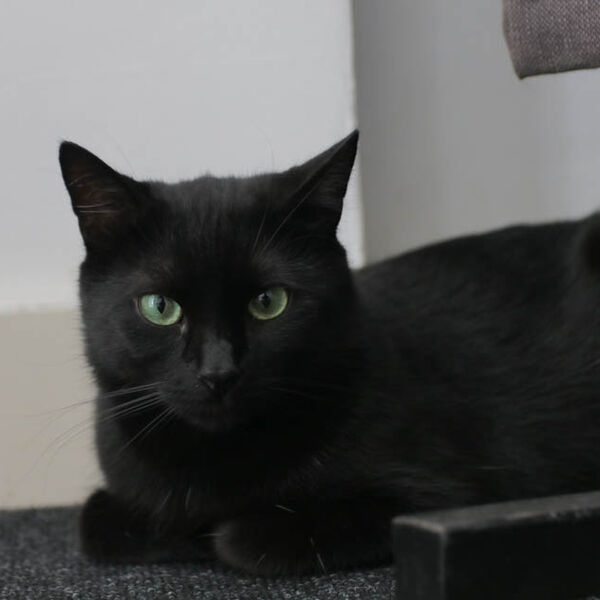 Crna mačka joj je došla na prag, ona ju je udomila: Usledilo je nešto što joj je zauvek promenilo život