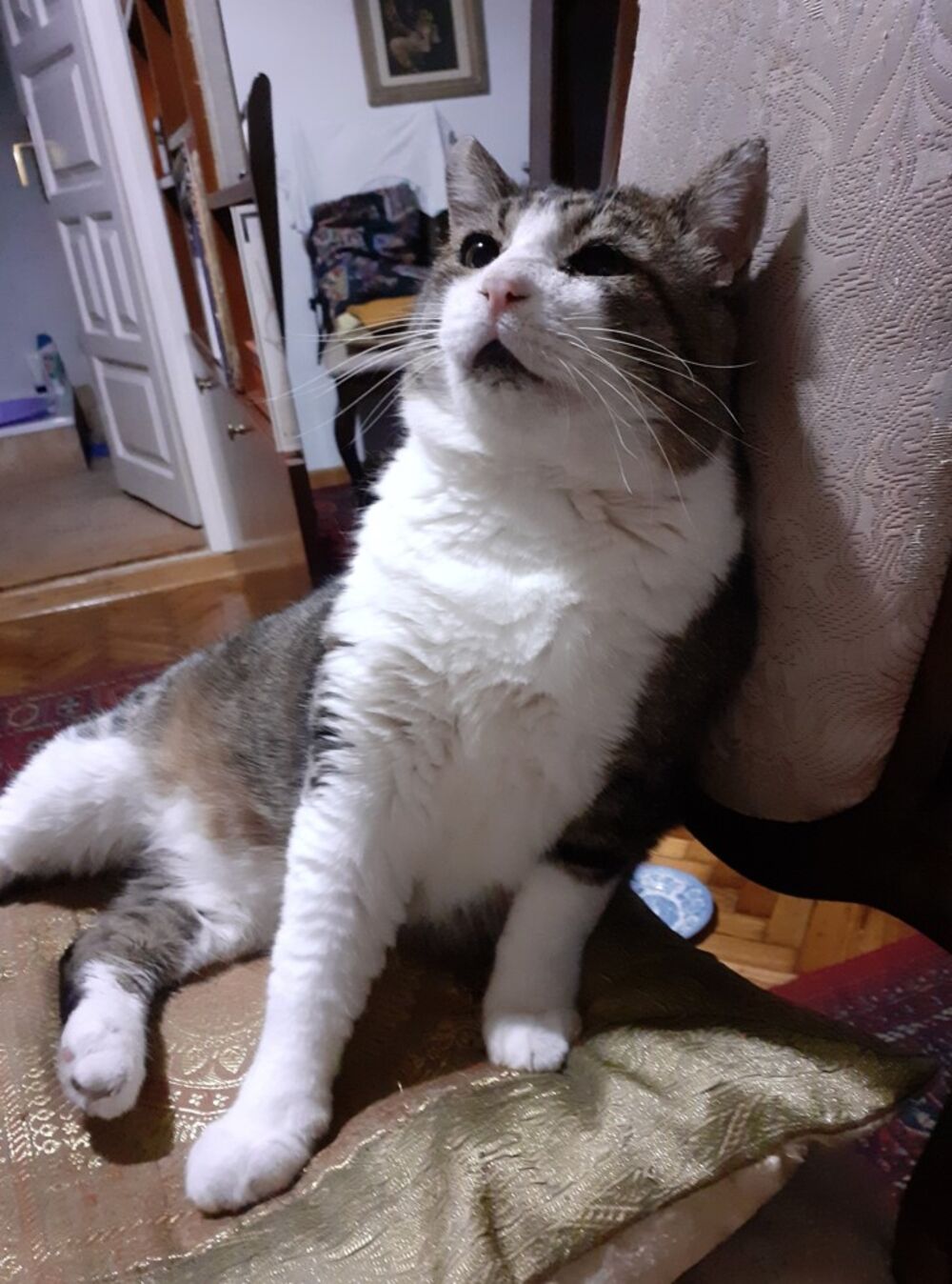 Srećko, Čarni, Knjižara