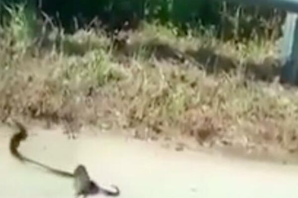 OPAKA BORBA PACOVA I ZMIJE: Pokušao je da spasi svoje mladunče, šta mislite da li je USPEO? (VIDEO)