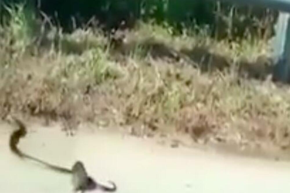 OPAKA BORBA PACOVA I ZMIJE: Pokušao je da spasi svoje mladunče, šta mislite da li je USPEO? (VIDEO)