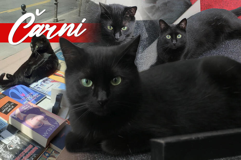 POSETILI SMO NAJPOZNATIJEG BEOGRADSKOG MAČORA: Evo kako NAJVEĆA FACA U ULICI provodi ove VRELE DANE! (FOTO)