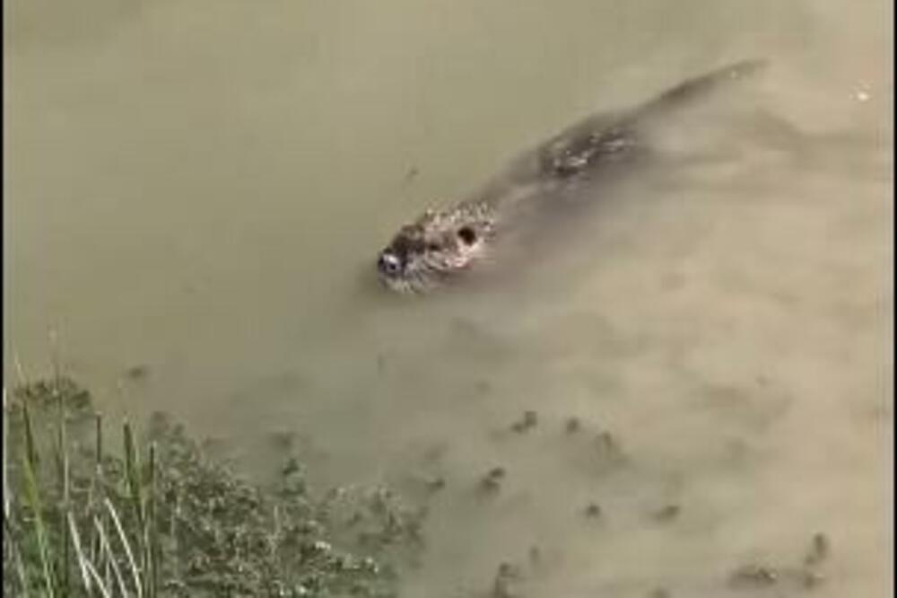 U SAVSKOM MULJU UOČENA NEOBIČNA ŽIVOTINJA! Mnogi za nju NISU NI ČULI! Nije RIBA, a odličan je PLIVAČ! (VIDEO)
