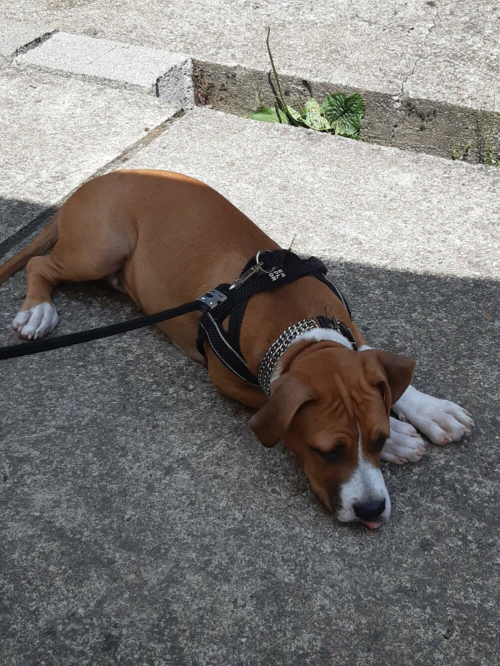 Pseća tuga pregolema