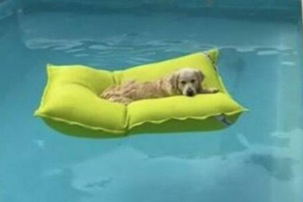 TO, MAJSTORE! Ovaj pas zna kako da PREŽIVI TOPLOTNI UDAR (VIDEO)