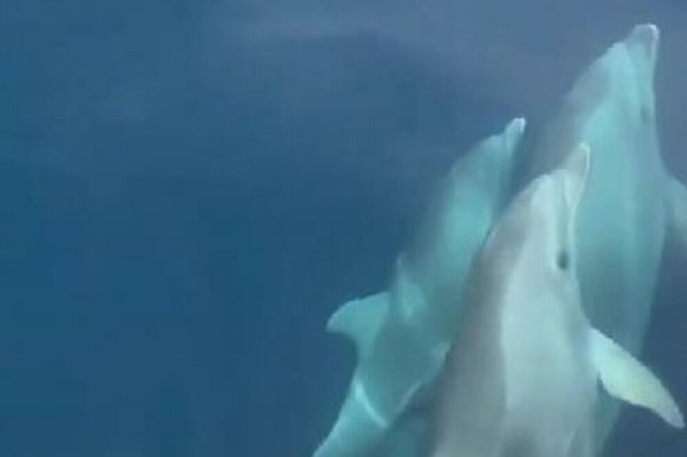 NEVEROVATAN PRIZOR KOD KOMŠIJA: Delfini se zaigrali u MORU, pogledajte samo ovu NESTVARNU SCENU! (VIDEO)