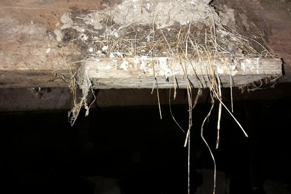 NARODNA VEROVANJA ZA LASTE KOJA MORATE ZNATI: Nikako ne dirajte gnezdo, A EVO I ZAŠTO