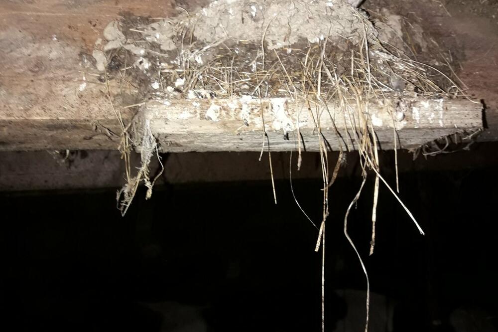 NARODNA VEROVANJA ZA LASTE KOJA MORATE ZNATI: Nikako ne dirajte gnezdo, A EVO I ZAŠTO