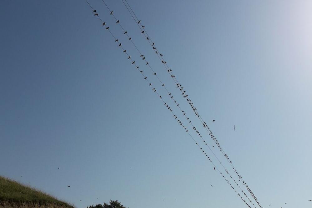 NE RUŠITE IM GNEZDO, VERUJE SE DA DONOSE BOGATSTVO U KUĆI! Jelenko sa GOLIJE otkriva šta DA RADITE KAD VIDITE LASTU