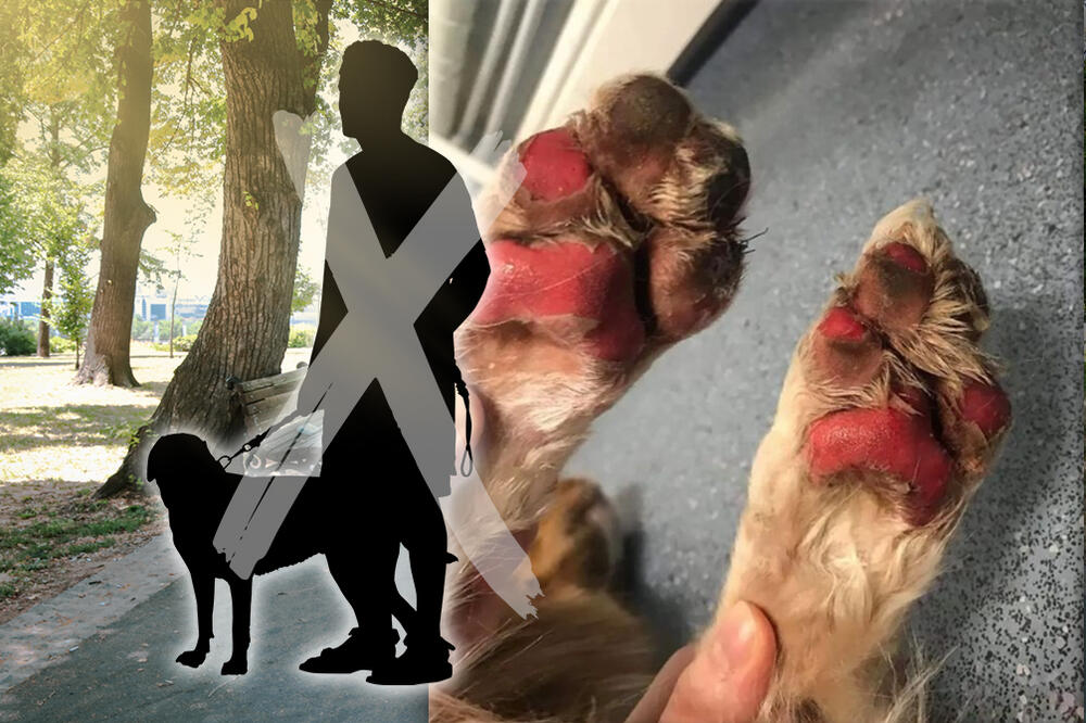 ŠAPICE VAŠIH LJUBIMACA MOGU BAŠ DA IZGORE! Vreli dani pred nama ŠTETE i njihovom zdravlju, pazite ih, a evo i kako!