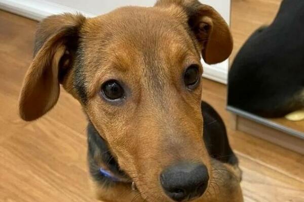 SRBIJA TRAŽI MIŠKU: Nestala pre 20 dana! Đurđa nudi POZAMAŠNU nagradu za PRONALAZAČA, očajna je!