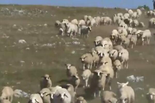 "DECA NEMAJU GDE DA SE OKUPAJU, OVCA UGINULA ZBOG SUŠE": Toplotni talas na Pešteru napravio HAVARIJU!