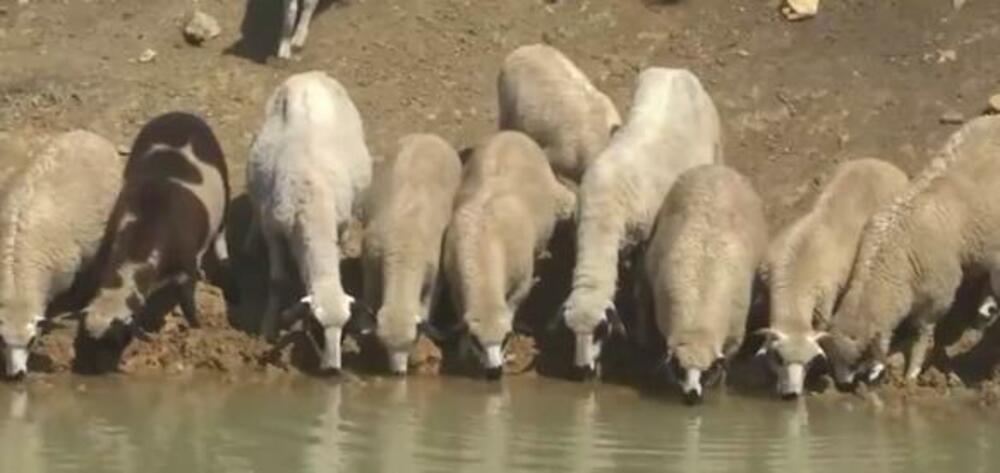 Pojavila se nova zarazna bolest koja se sa stoke prenosi na ljude: Životinje u ovom delu Srbije hitno eutanazirane