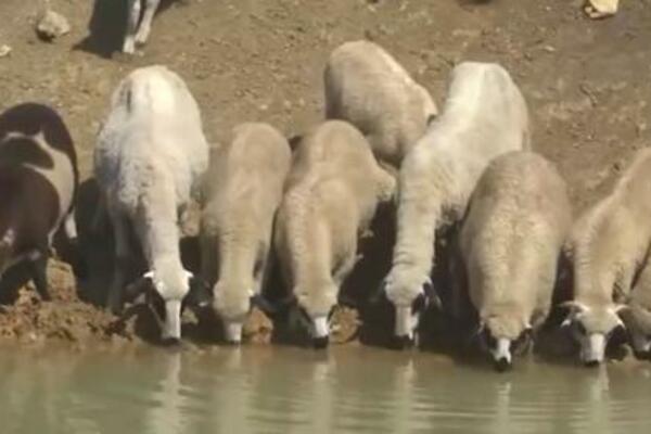 Pojavila se nova zarazna bolest koja se sa stoke prenosi na ljude: Životinje u ovom delu Srbije hitno eutanazirane